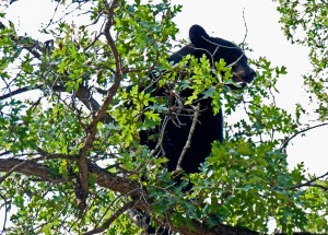 Oh my! It is a bear!